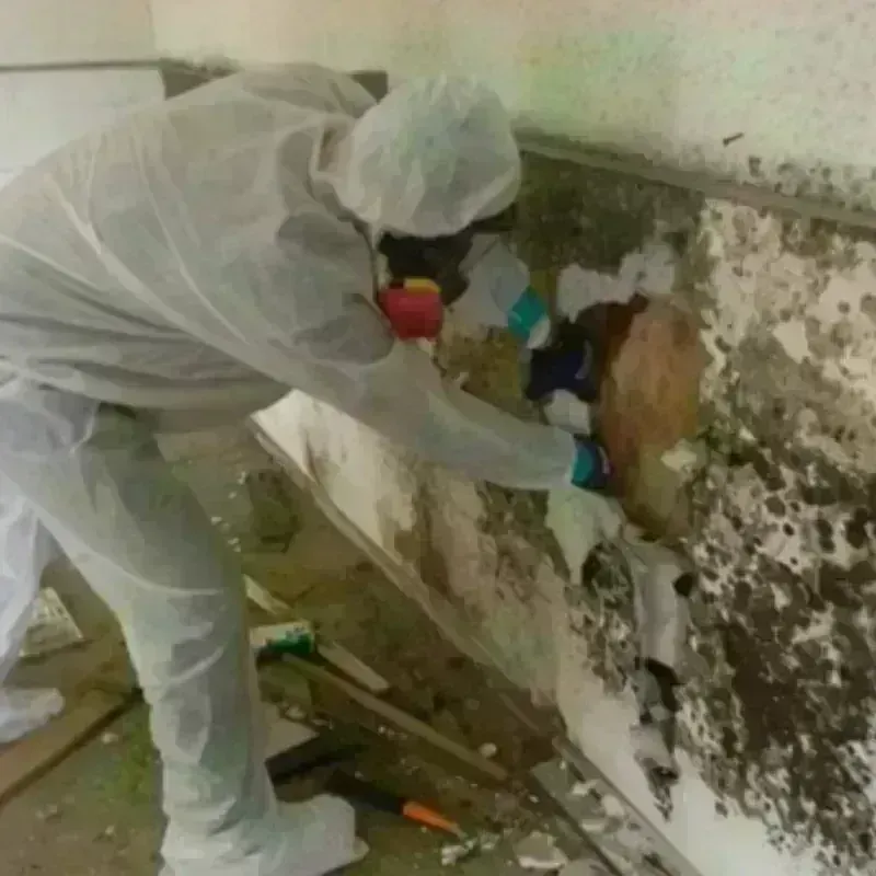 Best Mold Remediation and Removal Service in Bristol, RI